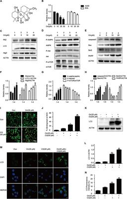 Oridonin Sensitizes Cisplatin-Induced Apoptosis via AMPK/Akt/mTOR-Dependent Autophagosome Accumulation in A549 Cells